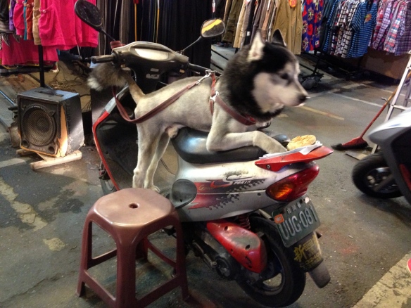 dog at scooter taitung taiwan